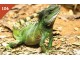 a ŽIVOTINJSKO CARSTVO 2016 br.106 Zelena Iguana slika 1