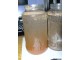 artemija-račići-živa hrana za akvarijum.ribice slika 10