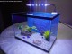 hauba-LED svetlo 10W za akvarijum slika 19