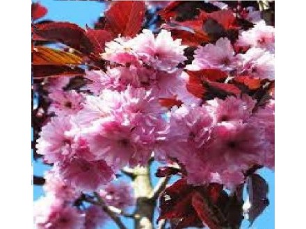 japanska crvenolisna tresnja-prunus serrulata royal bur