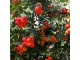 oskoruša(Sorbus domestica), sadnice slika 2