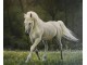 slika `konj` slika 1