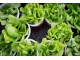 zelena salata domaca rasad rasada organska organski slika 5