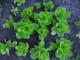 zelene salate, stare sorte, seme, slika 1