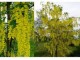 zlatna kisa (Laburnum anagiroides) slika 2