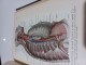 Атлас анатомии челоека 2 том Р.Д.Синельников slika 2